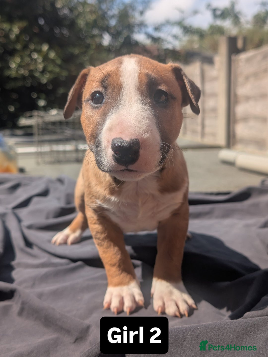 English Bull Terrier dogs for sale: Working line English bull terriers  - Image 4