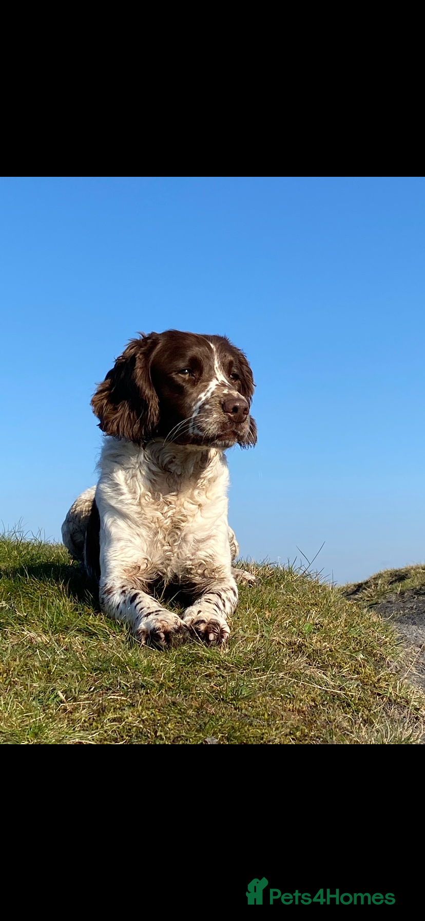 English Springer Spaniel dogs FOR STUD in Pontypridd - Advert 6