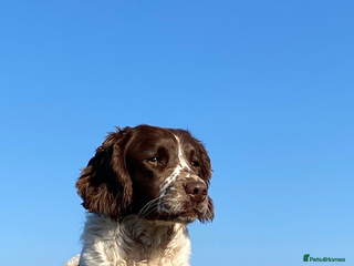 English Springer Spaniel dogs in Pontypridd - Advert 2