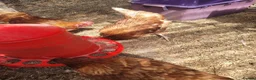 Hens poultry for sale: 6 warren hens for sale, - Advert 4