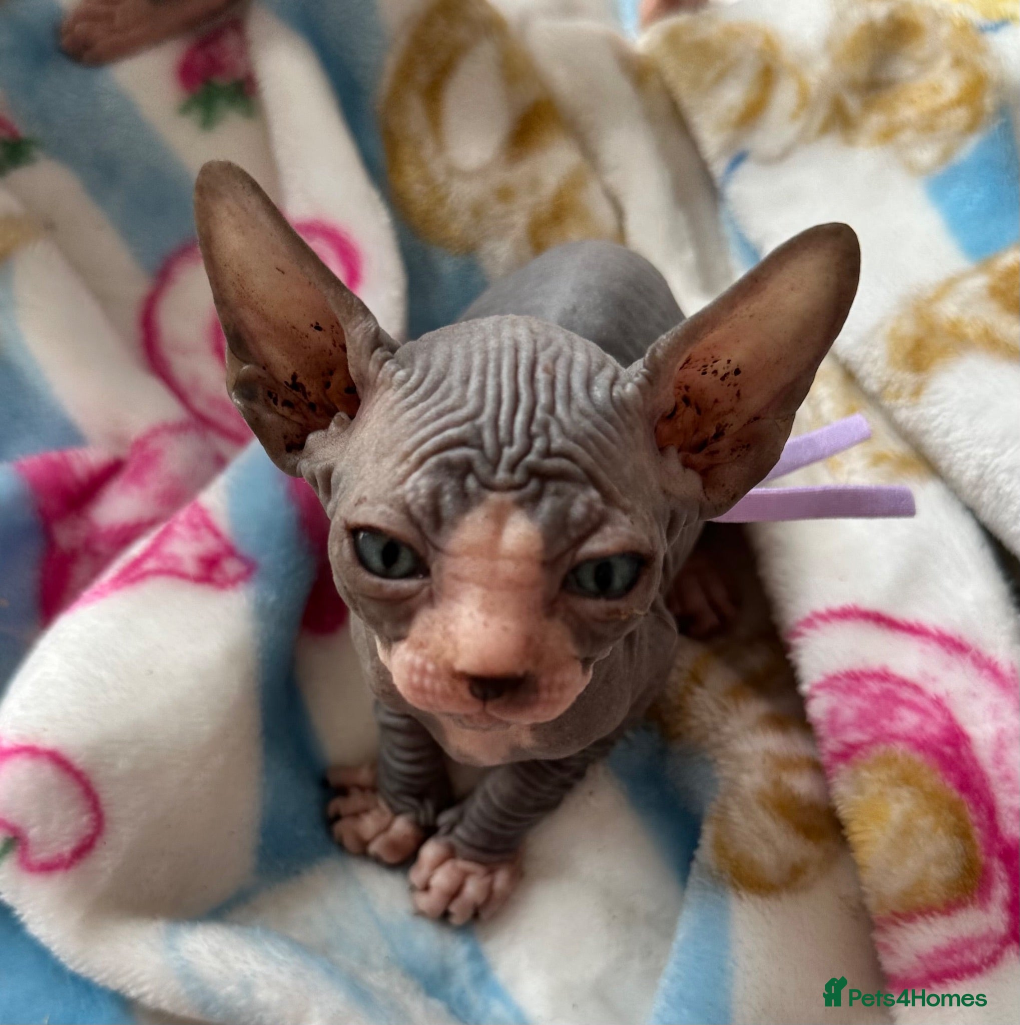Sphynx cats Stunning lilac and blue sphynx  - Advert 15
