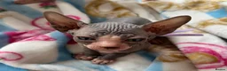 Sphynx cats for sale: Just 2 gorgeous boys left now - Advert 9
