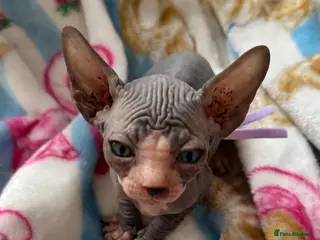 Sphynx cats Stunning lilac and blue sphynx - Advert 18