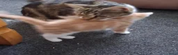 Mixed Breed cats for sale: Kittens 4 sale - Advert 13