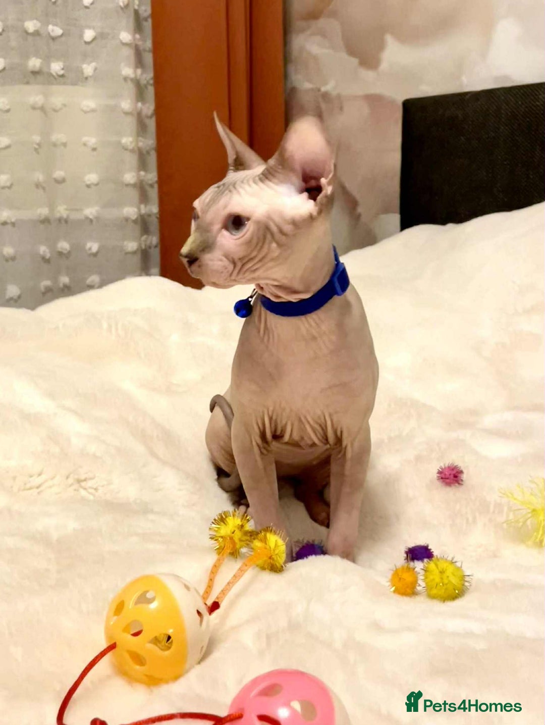 Sphynx cats for sale: Adorable Sphynx Kitten for sale  - Image 2