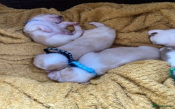 Beagle dogs for sale: Beautiful pedigree beagle pups - Image 9