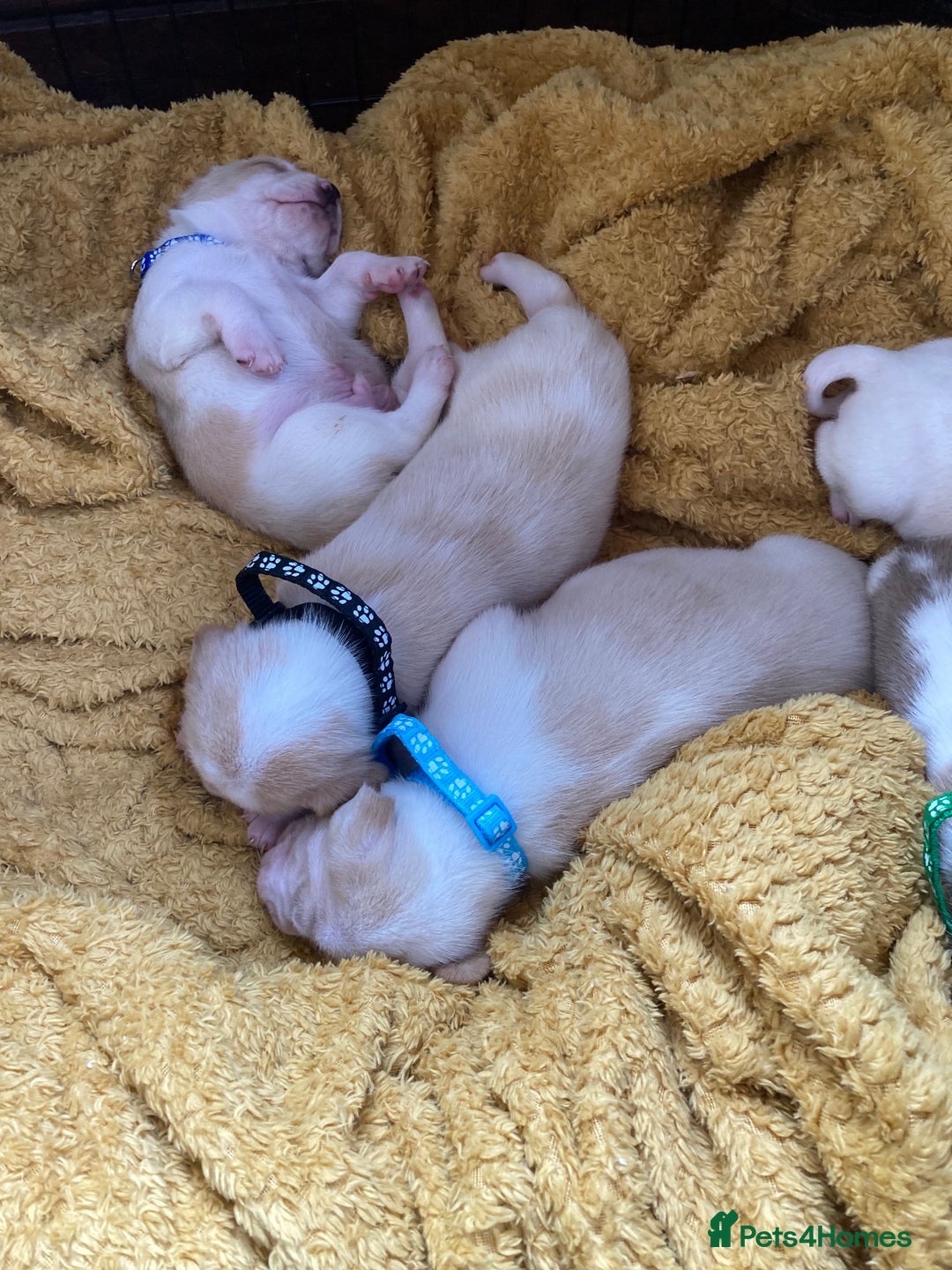 Beagle dogs for sale: Beautiful pedigree beagle pups - Image 9