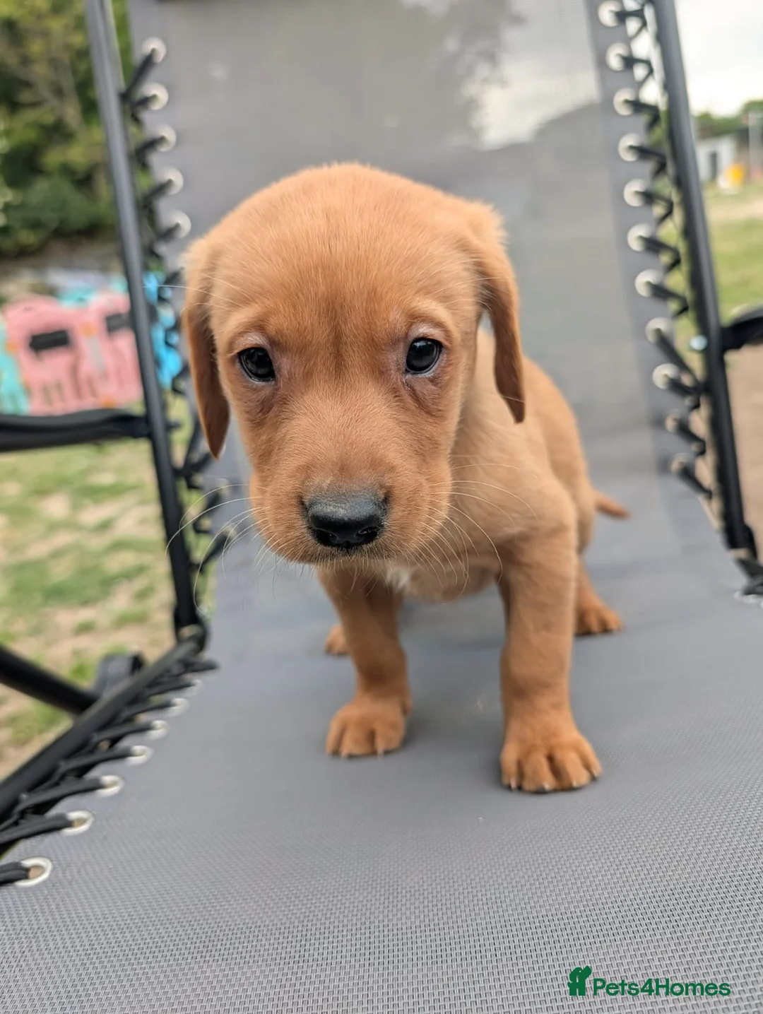 Labrador Retriever dogs for sale: Fox red labs in Brandon - Advert 9