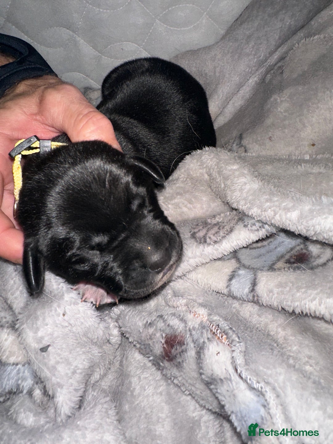 Mixed Breed dogs for sale: Labrador cross Dalmatian puppies - Advert 18