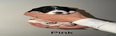 English Springer Spaniel 2 - Pink