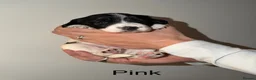 English Springer Spaniel dogs for sale: 3 female Springer spaniel puppies  - Advert 16