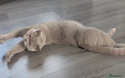 British Shorthair cats for sale: Active GCCF Champion titled female  - Image 3