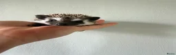 Pygmy Hedgehog rodents for sale: African Pygmy hedgehogs available to reserve  - Advert 9