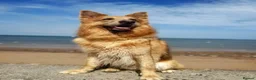 German Shepherd dogs for stud: Isabella German shepherd stud dog  - Advert 8