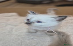 Ragdoll cats for sale: Proven healthy ragdolls 🐾 Sepias & traditionals   - Image 24