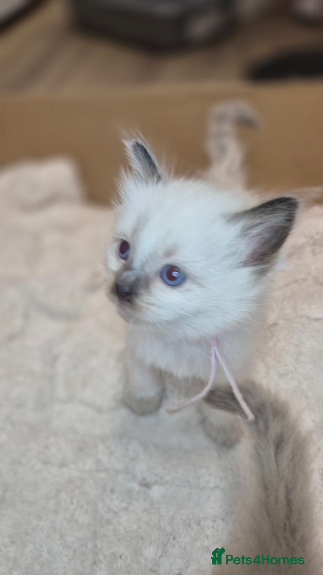 Ragdoll cats for sale: Proven healthy ragdolls 🐾 Sepias & traditionals   - Image 24