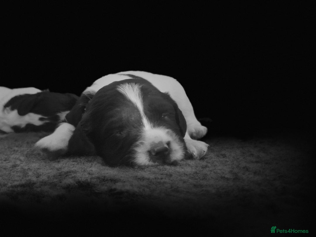 English Springer Spaniel dogs for sale: KC registered English Springer Spaniel - Image 9
