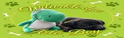 Labrador Retriever dogs for sale: KC Reg Puppies, FTCH Bred with versatility in mind - Advert 2