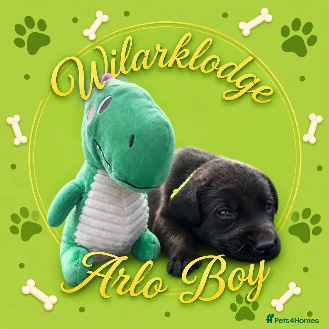 Labrador Retriever dogs for sale: KC Reg Puppies, FTCH Bred with versatility in mind - Advert 2