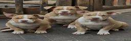 American Bully dogs for sale: American  bully puppies - Advert 2