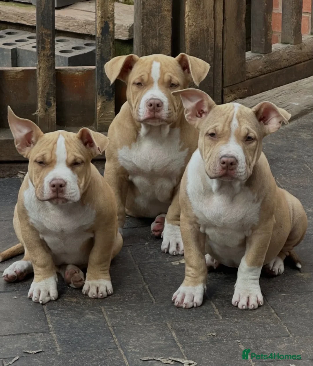American Bully dogs for sale: American  bully puppies - Advert 2