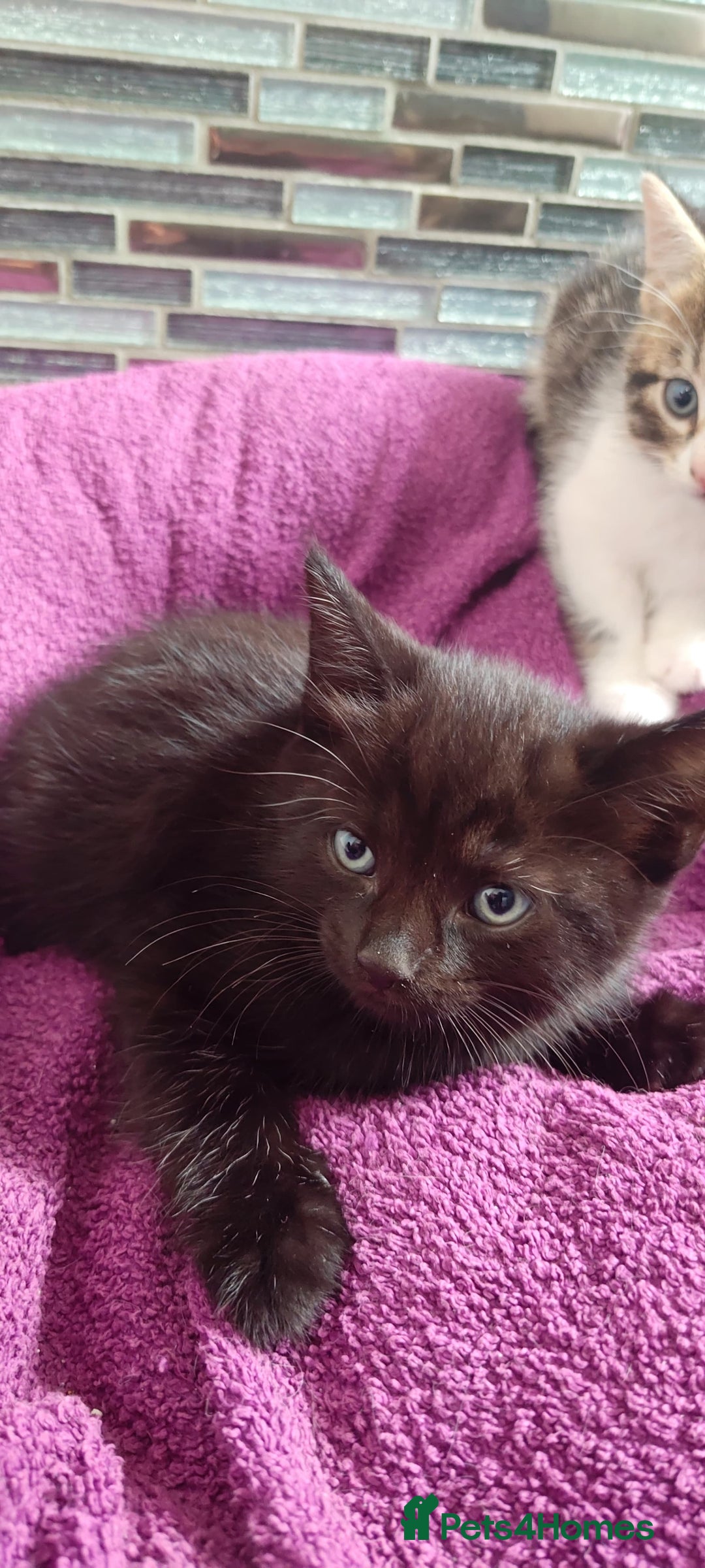 Mixed Breed cats for sale: Four nice kittens!!! - Image 3