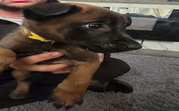 Belgian Shepherd Dog dogs for sale: Belgium malinois pups  - Advert 4