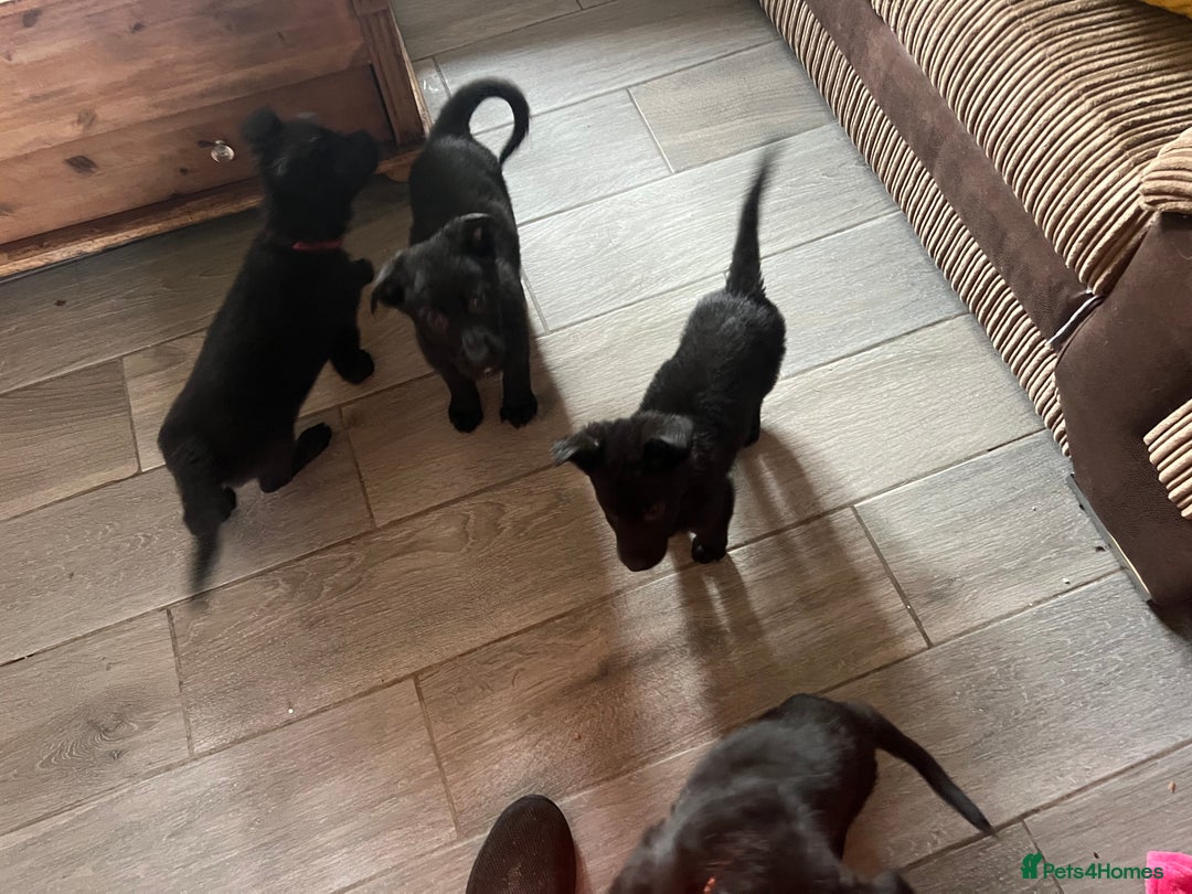 German Shepherd dogs for sale: German Shepherd puppies - Image 12