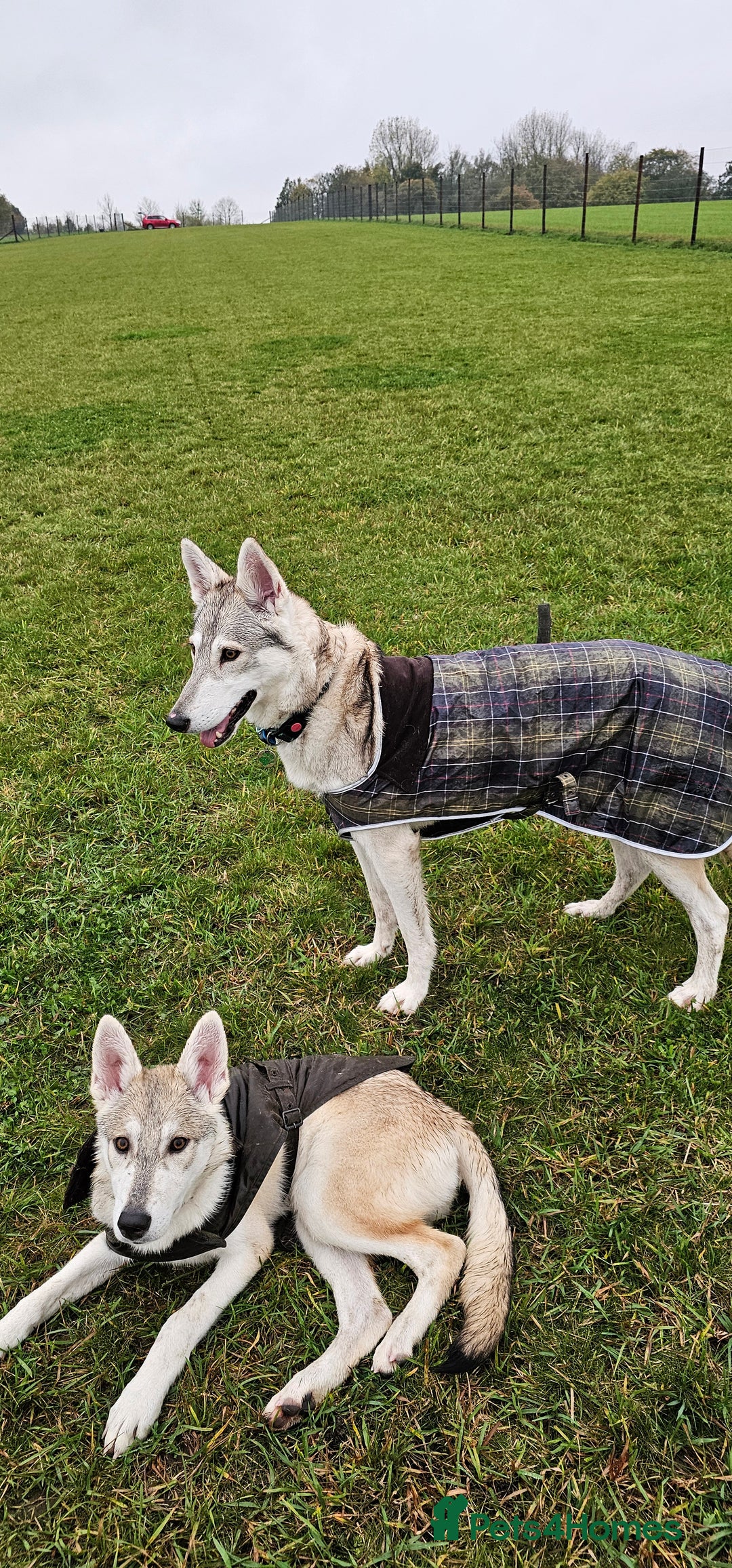 Saarloos Wolfdog dogs for sale: Wolfdog puppy. 1 boy available.   in Wigan - Advert 20
