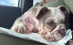 English Bulldog dogs for sale: One gorgeous female left 🐶  in Billericay - Image 1