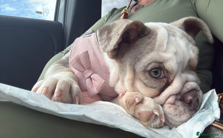 English Bulldog dogs in Billericay - Advert 4
