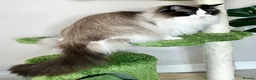 Ragdoll cats for sale: Beautiful fluffy TICA Ragdoll babies from champion - Advert 2
