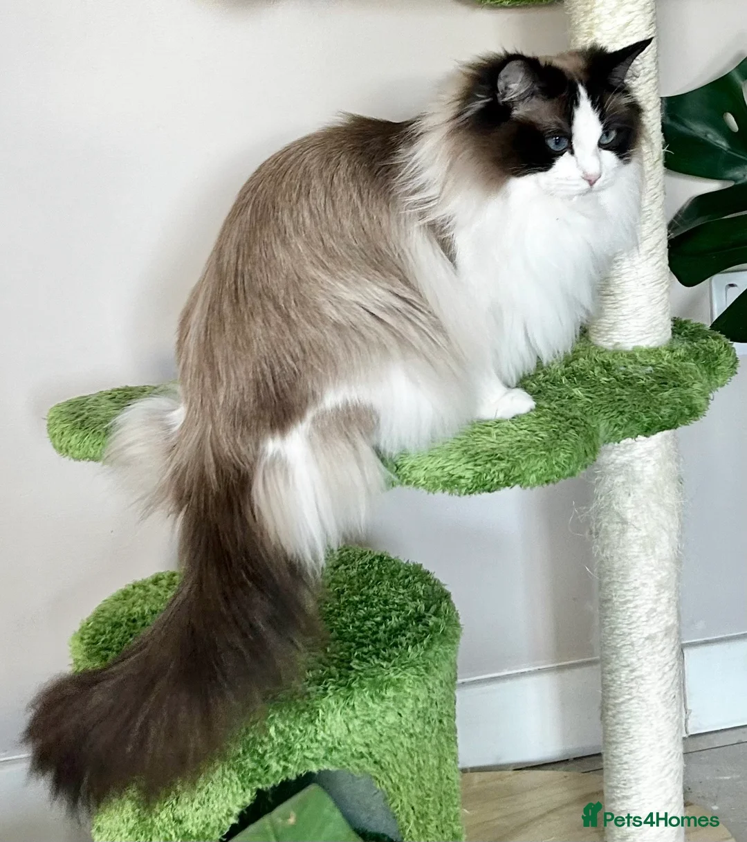 Ragdoll cats for sale: Beautiful fluffy TICA Ragdoll babies from champion - Advert 2