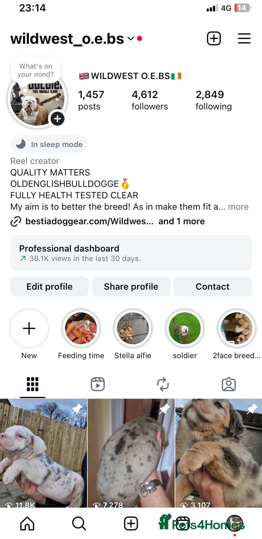 Olde English Bulldogge dogs for sale: 3 male puppy Olde English Bulldogges left - Advert 32