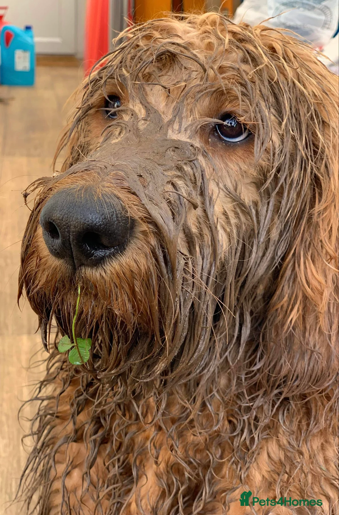 Goldendoodle dogs for stud: Gorgeous F1 Goldendoodle for Stud in Derby - Advert 5