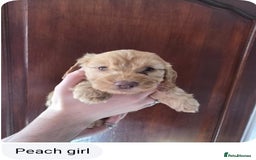Cockapoo dogs for sale: Stunning F1 Cocokapoos - Image 2