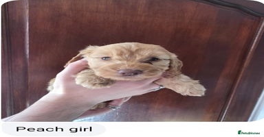 Cockapoo dogs - Advert 5