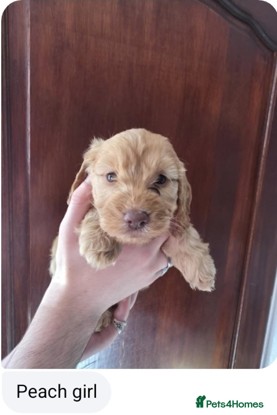 Cockapoo dogs for sale: Stunning F1 Cocokapoos - Image 2