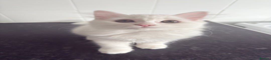 Persian Kitten 2