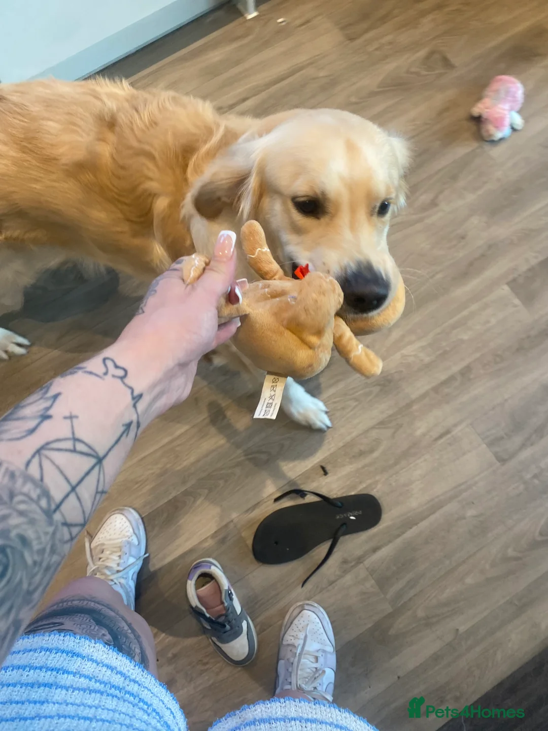 Golden Retriever dogs for sale: Male golden retriever  - Advert 2