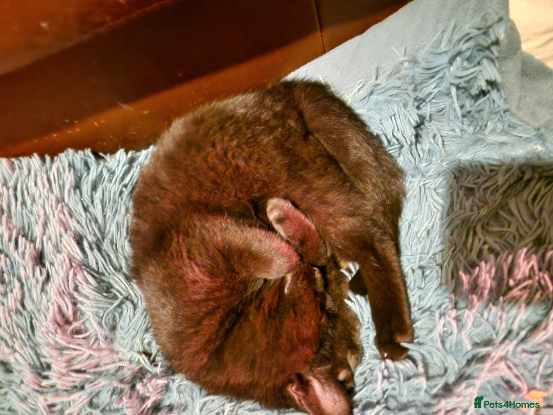 Mixed Breed cats for sale: Kittens for sale  - Advert 12