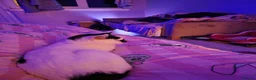 Mixed Breed cats for sale: Selling the 2 kitten  in Hamilton - Advert 2