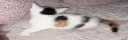 Mixed Breed cats for sale: 11 Adorable kittens 🐾 - Advert 23
