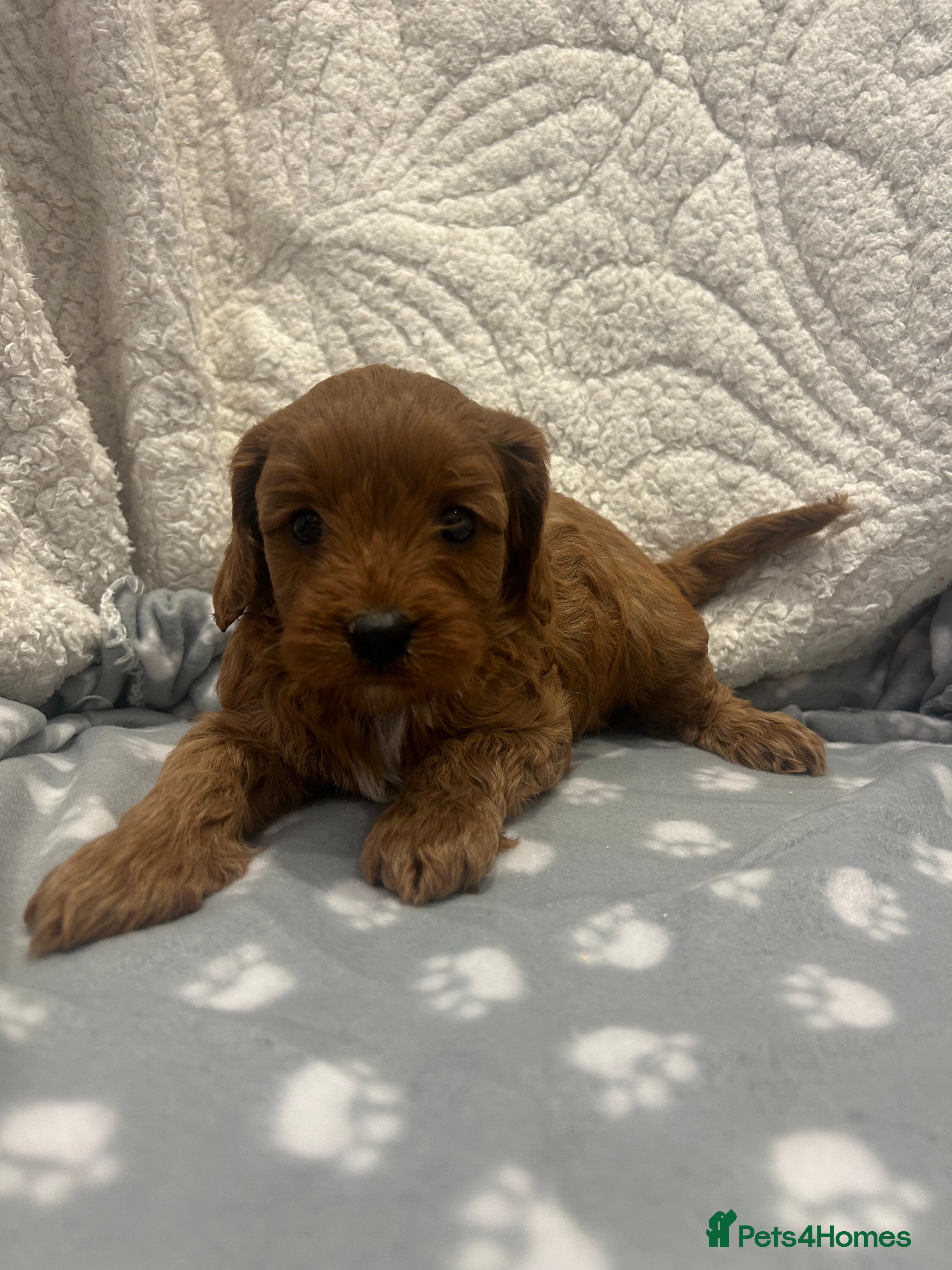 Cavapoo dogs Beautiful Red F1 Cavapoo puppies - Advert 2