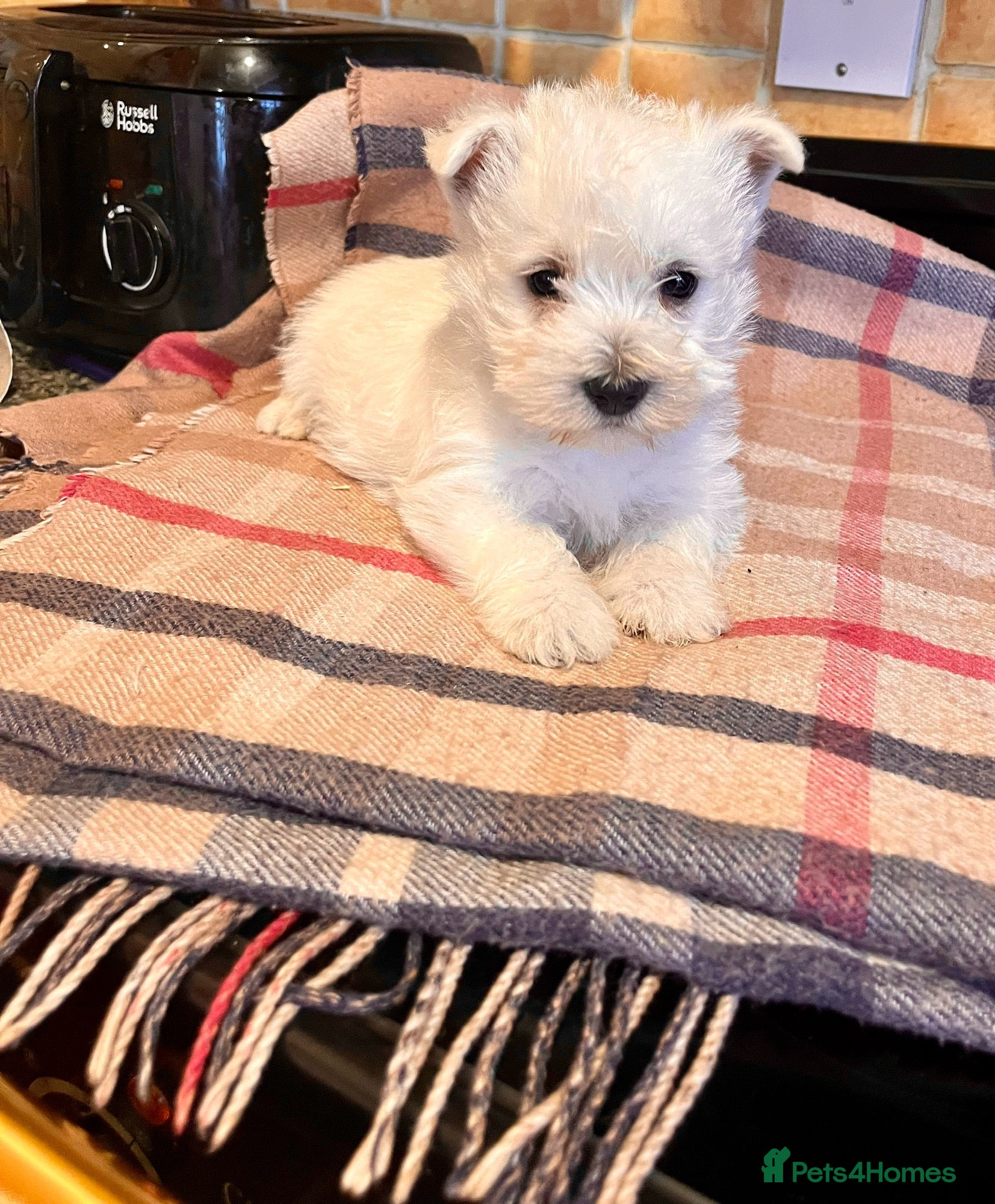 West Highland Terrier dogs Beautiful west highland pups Ready now  - Advert 3