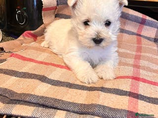 West Highland Terrier dogs Beautiful west highland pups Ready now - Advert 2