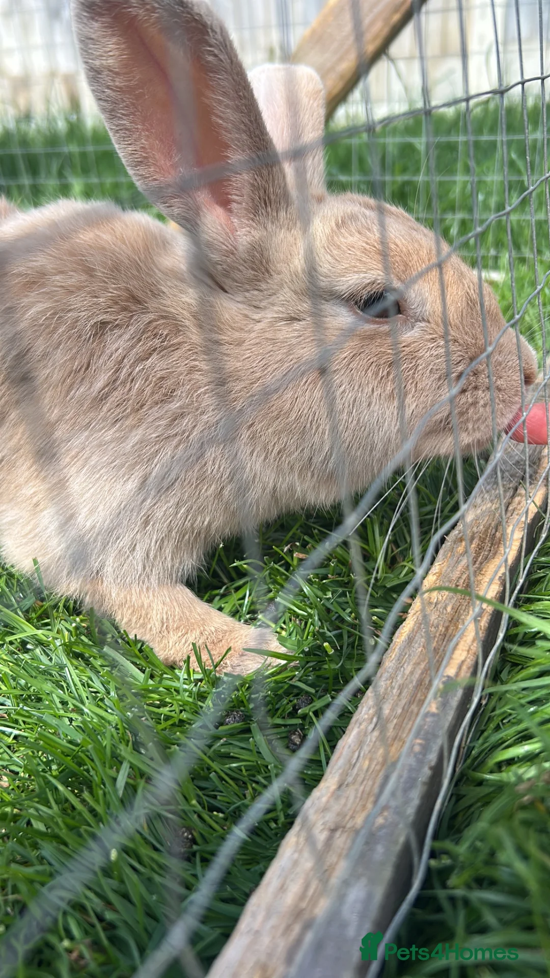 Mixed Breed rabbits for sale: Female rabbit for sale - Advert 3