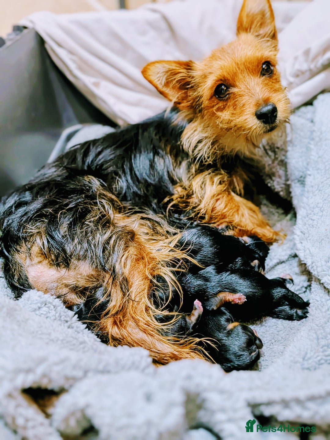 Yorkshire Terrier dogs for sale: 7 male Yorkshire terriers ready to leave.  - Image 39