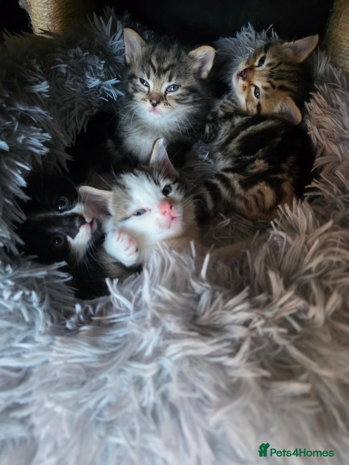 Norwegian Forest Cat cats for sale: Beautiful Norwegian forest kittens 2x boy, 2x girl - Advert 1