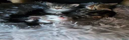 Norwegian Forest Cat cats for sale: Beautiful Norwegian forest kittens 2x boy, 2x girl - Advert 1